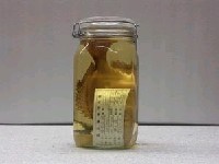 藏品(隆背笛鯛)的圖片